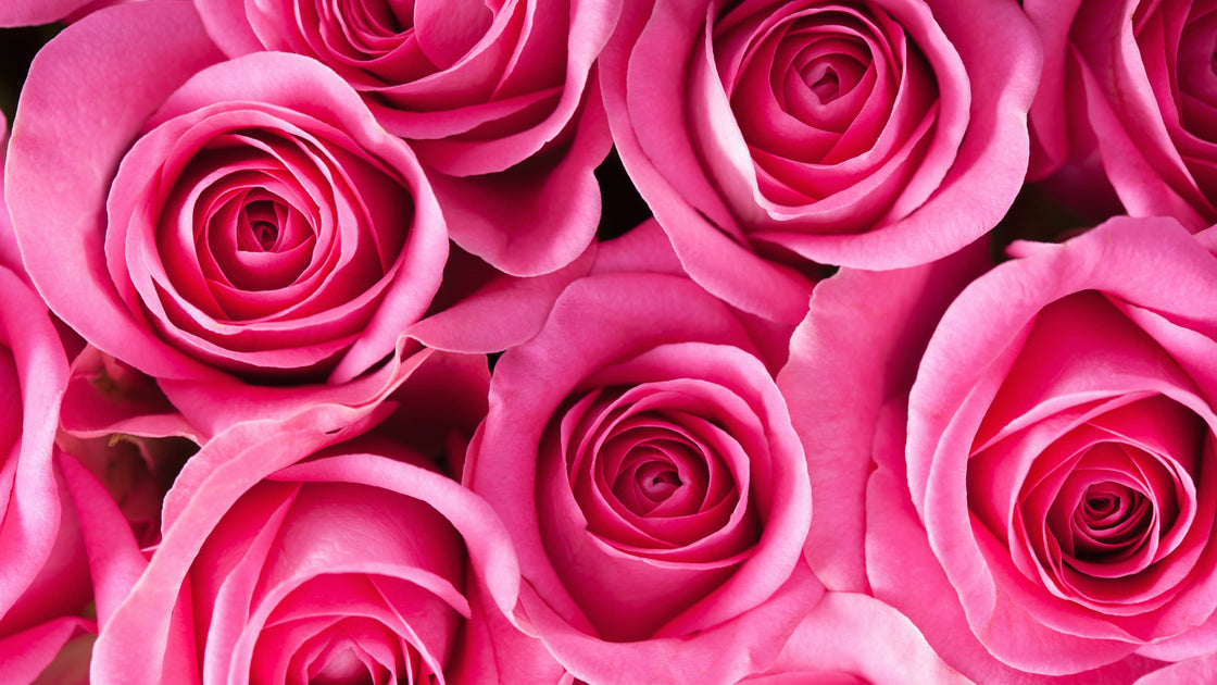 Shop Hot Pink Roses at Florist Fresh by RJ Carbone • Wholesale Floral