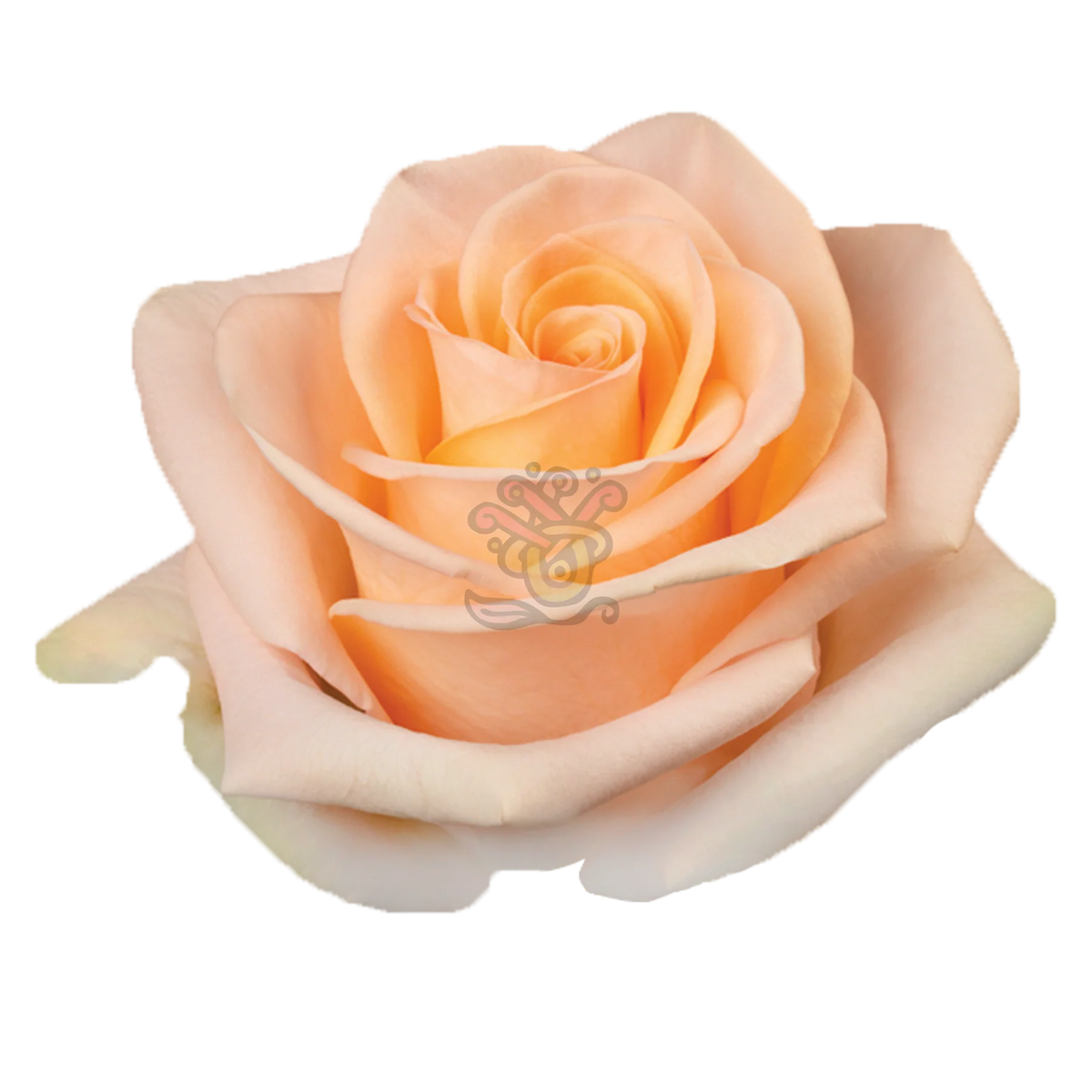 Tiffany Roses Florist Fresh by RJ Carbone • Wholesale Floral Distributors