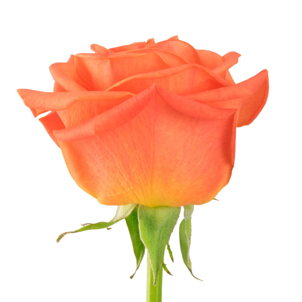 Orange Crush Roses Carbone • Wholesale Floral Distributors