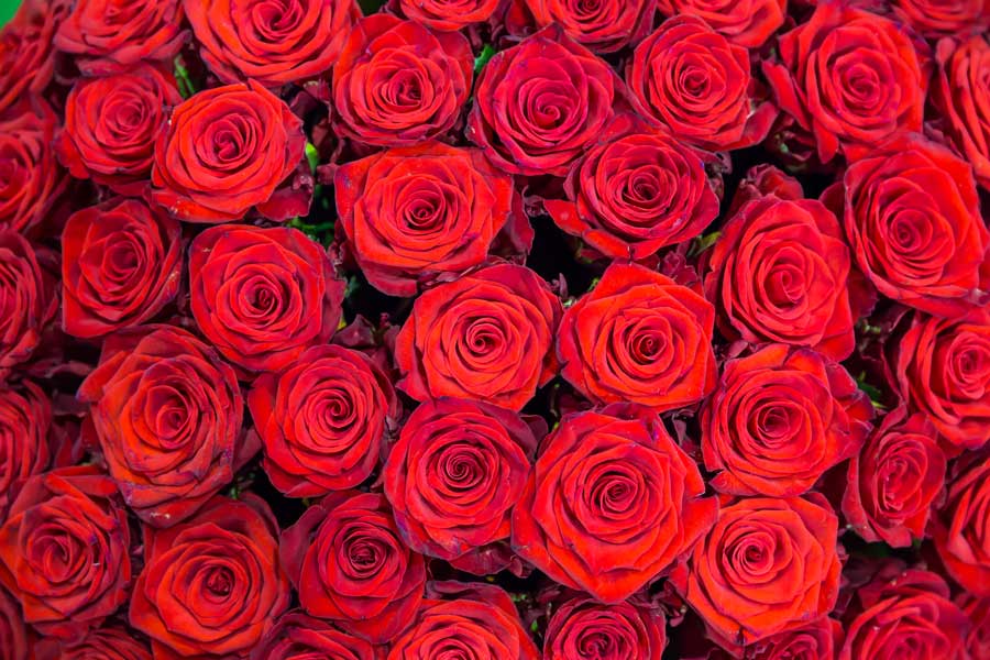 Shop Ecuadorian Roses at Florist Fresh by RJ Carbone • Wholesale Floral