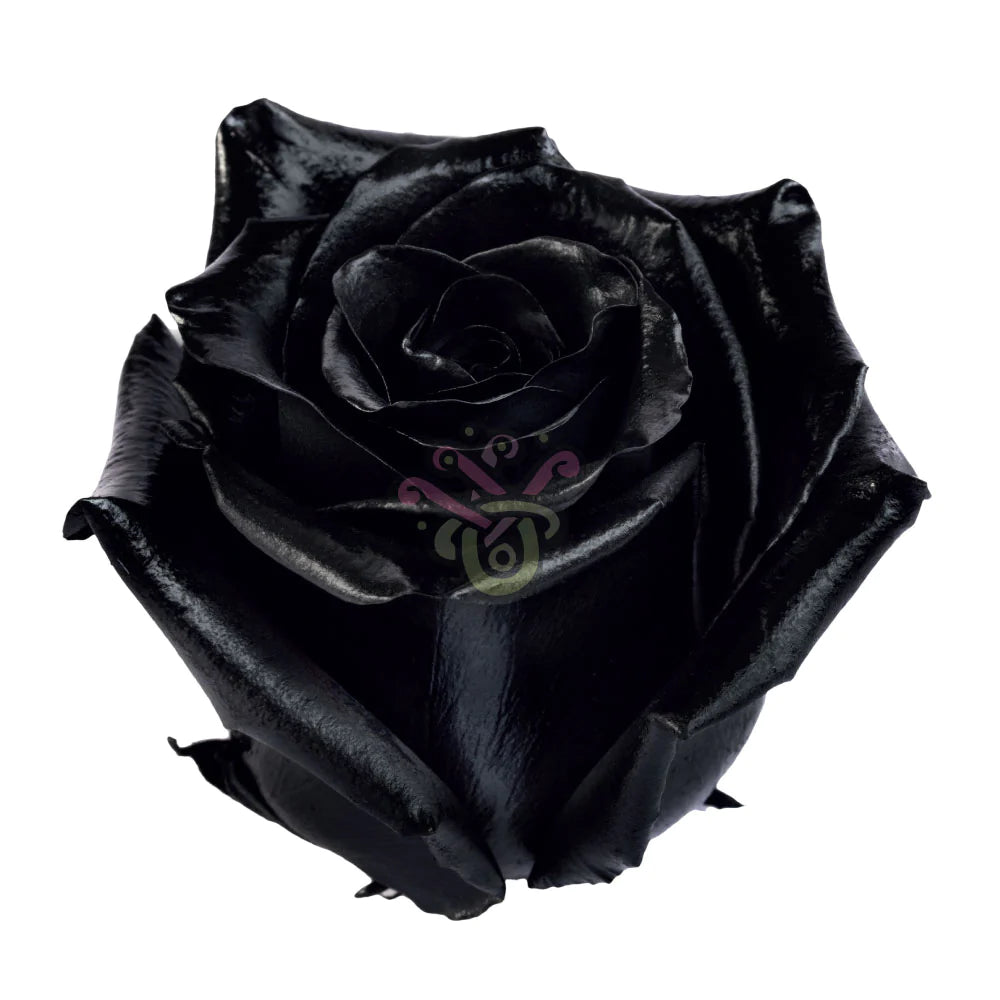 Black Tinted Roses | Florist Fresh by RJ Carbone • Wholesale Floral ...