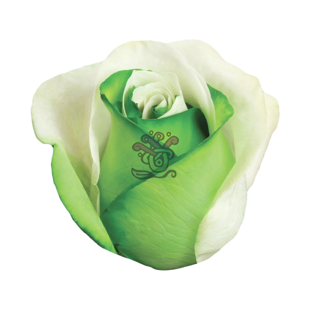 Green Duo Tinted Roses | Florist Fresh by RJ Carbone • Wholesale Floral ...
