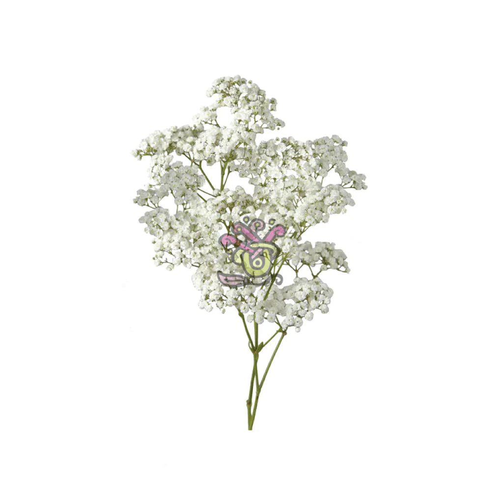 Baby's Breath Excellence | Florist Fresh by RJ Carbone • Wholesale ...